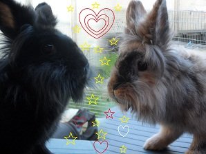 Bilder+kaninchen.bea 013.JPG