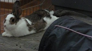 Ody klein 1.jpg Ody klein 1.jpg