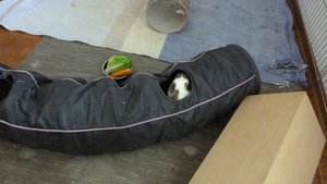 P1000555 klein 3.jpg P1000555 klein 3.jpg