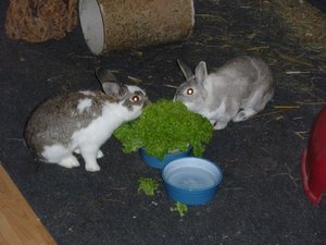 P1000271 klein 2.jpg P1000271 klein 2.jpg