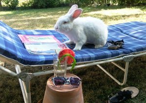 Lümmel (3).jpg Lümmel (3).jpg