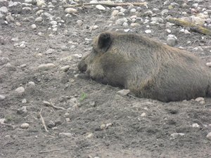 CIMG6652 (Medium).JPG