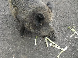 CIMG6654 (Medium).JPG