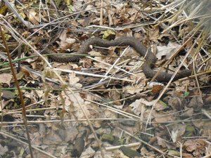 CIMG6742 (Medium).JPG CIMG6742 (Medium).JPG