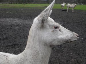 CIMG6751 (2) (Medium).JPG CIMG6751 (2) (Medium).JPG