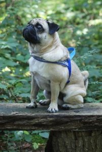 MM mit blauem Geschirr.jpg