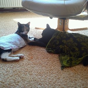 katzen nass.jpg katzen nass.jpg