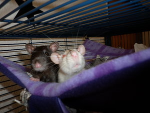 ratten 088.JPG