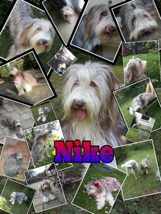 Nike,kleine Corralhobo.jpg