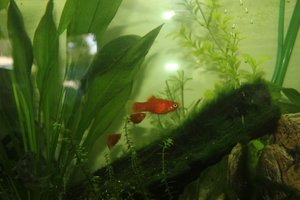 IMG_6140 (Kopie) (2).JPG