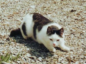 image0.jpg image0.jpg