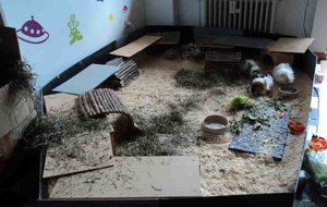 schweinestall24.8.jpg schweinestall24.8.jpg