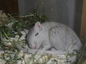 Mickys wachsame Öhrchen.jpg