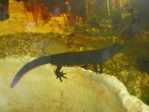 CIMG1129 (800x600).jpg CIMG1129 (800x600).jpg