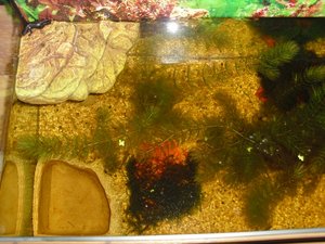 CIMG1111 (800x600).jpg CIMG1111 (800x600).jpg