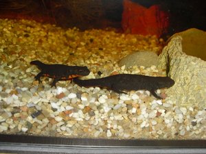 CIMG1136 (800x600).jpg CIMG1136 (800x600).jpg