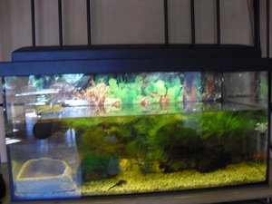 CIMG1101 (800x600).jpg CIMG1101 (800x600).jpg