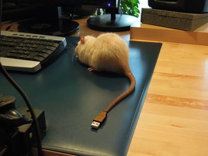 USB-Ratte_forum.jpg USB-Ratte_forum.jpg