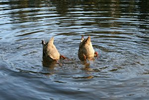 IMG_0607.JPG IMG_0607.JPG