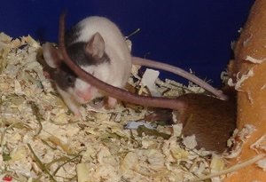 patsch,... Du bist dran,....JPG