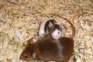 hab ich dich,....JPG