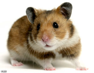 hamster 1.jpg
