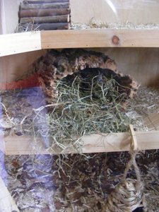 Dscf8370_klein.jpg Dscf8370_klein.jpg