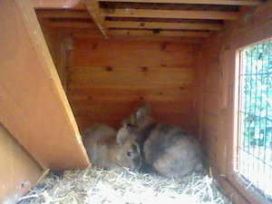 Tiere 001.jpg Tiere 001.jpg