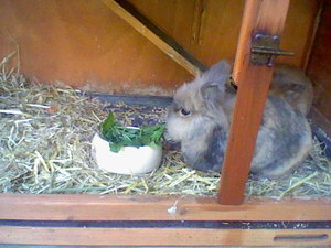 Tiere 006.jpg Tiere 006.jpg