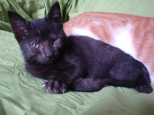 Babybel3.jpg Babybel3.jpg