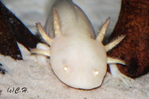 IMG_0024bea.JPG IMG_0024bea.JPG