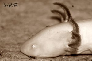 IMG_0034bea.JPG IMG_0034bea.JPG