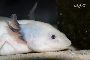 IMG_0011bea.JPG IMG_0011bea.JPG