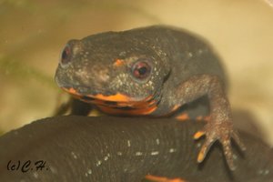 IMG_9982bea.JPG IMG_9982bea.JPG