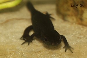 IMG_9985bea.JPG IMG_9985bea.JPG