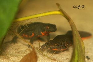 IMG_9987bea.JPG IMG_9987bea.JPG