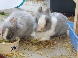 Kamille und Salbei 2.JPG