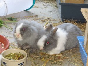 Kamille und Salbei 3.JPG