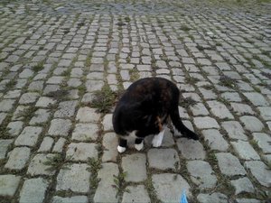 2012-09-16 08.09.07.JPG