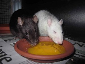 nashi chiyo brei3.jpg