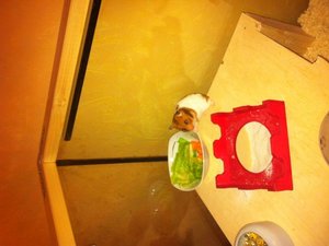 paula beim futtern.jpg