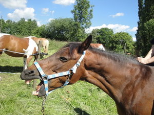 DSC09392_Bildgröße ändern.JPG