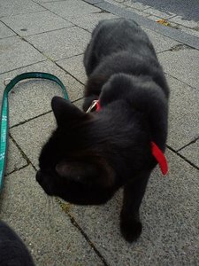 tysonerkundet die welt.jpg tysonerkundet die welt.jpg