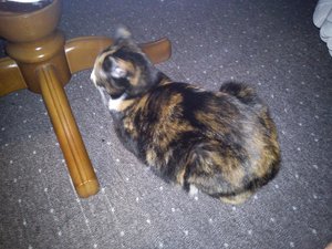 runytisch.jpg runytisch.jpg