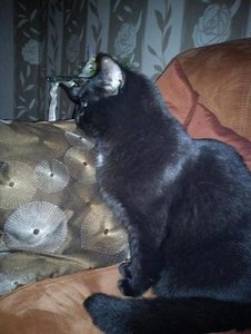 tysoncouch.jpg tysoncouch.jpg