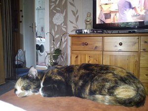 sleep ruby.jpg sleep ruby.jpg