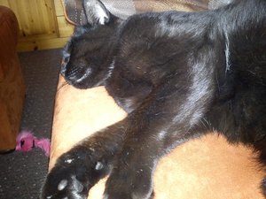 tyson sleep.jpg tyson sleep.jpg