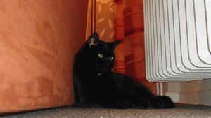 tyson heizung.JPG tyson heizung.JPG