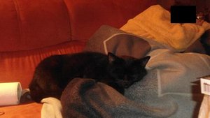 tysonoma schlafen.JPG tysonoma schlafen.JPG