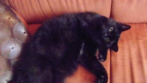 tysonengel.JPG tysonengel.JPG